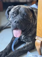 Gus, a male Bullmastiff for sale in Newcastle, WY – 3 of 5