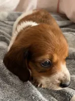 Sully, a male Dachshund for sale in Newcastle, WY – 2 of 5