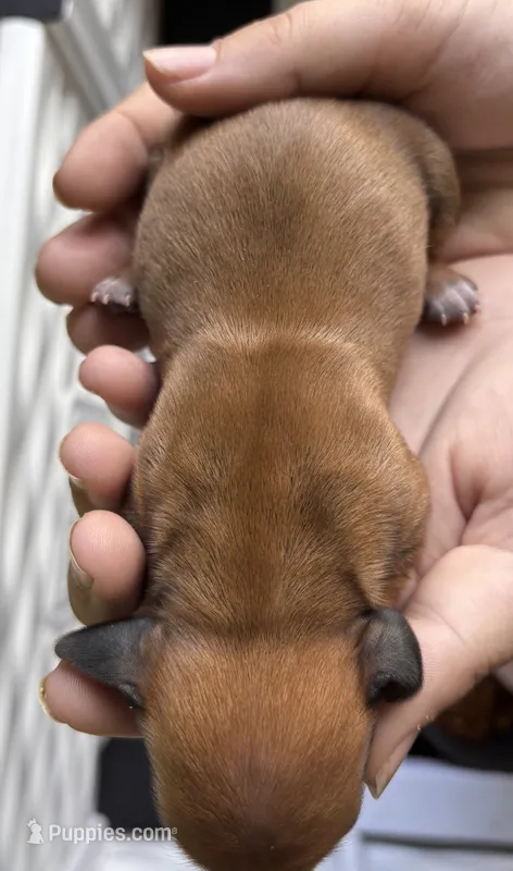 Sunny – Dachshund puppy for sale in Newcastle, WY