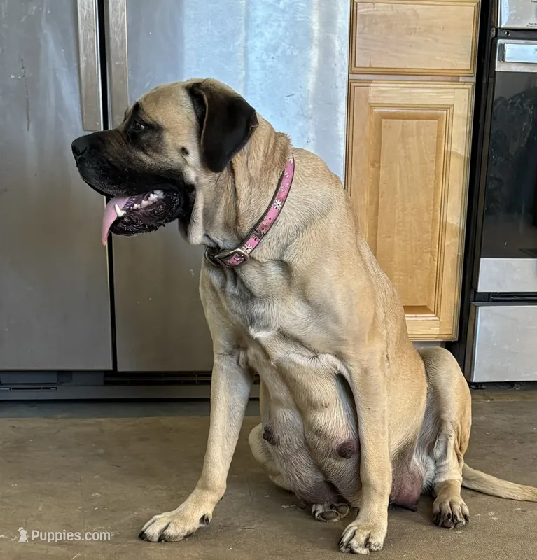 Nellie – Bullmastiff puppy for sale in Newcastle, WY