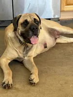Nellie, a female Bullmastiff for sale in Newcastle, WY – 4 of 4