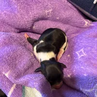 Jessie, a female Dachshund for sale in Newcastle, WY – Photo 2 of 2