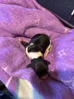 Jessie, a female Dachshund for sale in Newcastle, WY – Photo 2 of 2