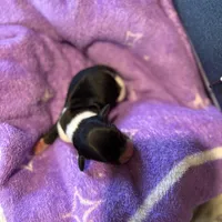 Jessie, a female Dachshund for sale in Newcastle, WY – Photo 1 of 2