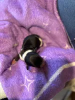 Jessie, a female Dachshund for sale in Newcastle, WY – Photo 1 of 2