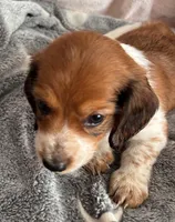Sully, a male Dachshund for sale in Newcastle, WY – 5 of 5