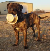 Gus, a male Bullmastiff for sale in Newcastle, WY – 2 of 5
