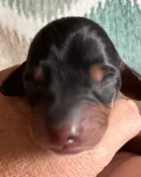 Sid, a male Dachshund for sale in Newcastle, WY – 2 of 3