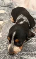 Mack, a male Dachshund for sale in Newcastle, WY – 2 of 4