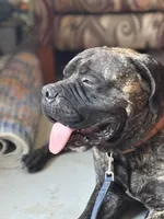 Gus, a male Bullmastiff for sale in Newcastle, WY – 4 of 5