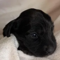 Jamie , a female Dachshund for sale in Newcastle, WY – Photo 1 of 4