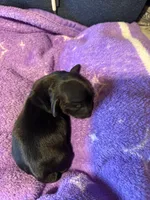 Jamie , a female Dachshund for sale in Newcastle, WY – Photo 1 of 2