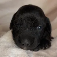 Jamie , a female Dachshund for sale in Newcastle, WY – Photo 3 of 4