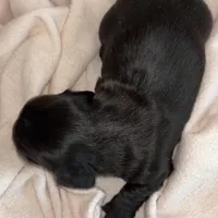 Jamie , a female Dachshund for sale in Newcastle, WY – Photo 4 of 4