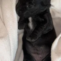 Jamie , a female Dachshund for sale in Newcastle, WY – Photo 2 of 4