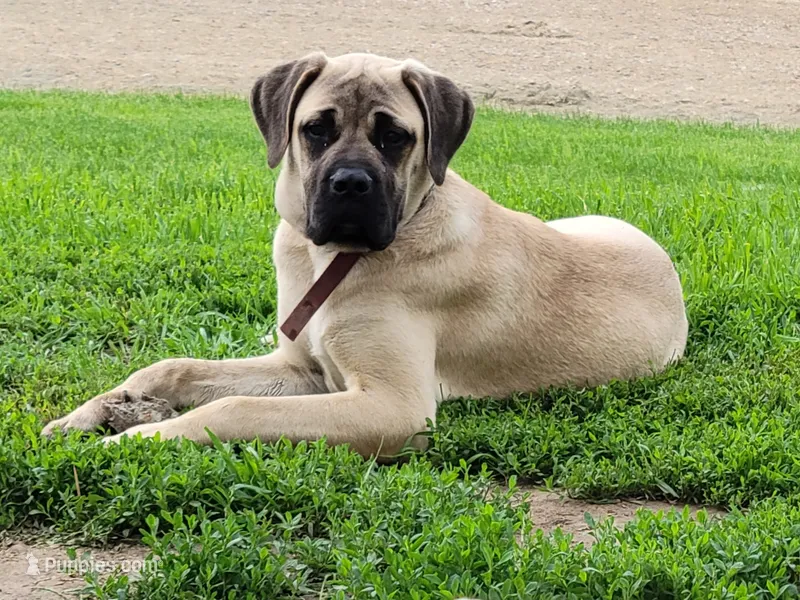 Nellie – Bullmastiff puppy for sale in Newcastle, WY