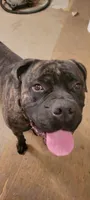 Gus, a male Bullmastiff for sale in Newcastle, WY – 5 of 5