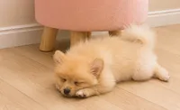 Pomchi Girl, a female Pomeranian and Pomchi for sale in San Jose, CA – 2 of 2
