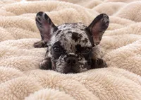 Baby Boy, a male French Bulldog for sale in San Jose, CA – 2 of 6