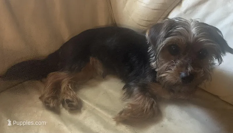 Yorkie Boy – Yorkshire Terrier puppy for sale in San Jose, CA