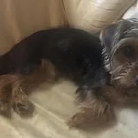 Yorkie Boy, a male Yorkshire Terrier for sale in San Jose, CA – 1 of 1