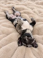 Baby Boy, a male French Bulldog for sale in San Jose, CA – 4 of 6