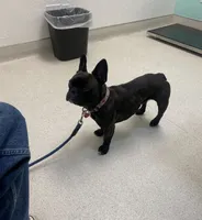 Baby Boy, a male French Bulldog for sale in San Jose, CA – 6 of 6