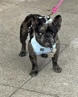 Baby Boy, a male French Bulldog for sale in San Jose, CA – 5 of 6