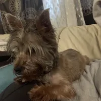 Yorkie Boy, a male Yorkshire Terrier for sale in San Jose, CA – 2 of 2