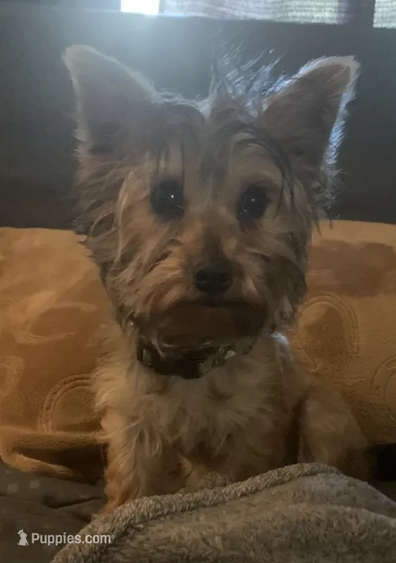 Yorkie Boy – Yorkshire Terrier puppy for sale in San Jose, CA