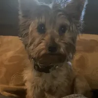 Yorkie Boy, a male Yorkshire Terrier for sale in San Jose, CA – 1 of 2
