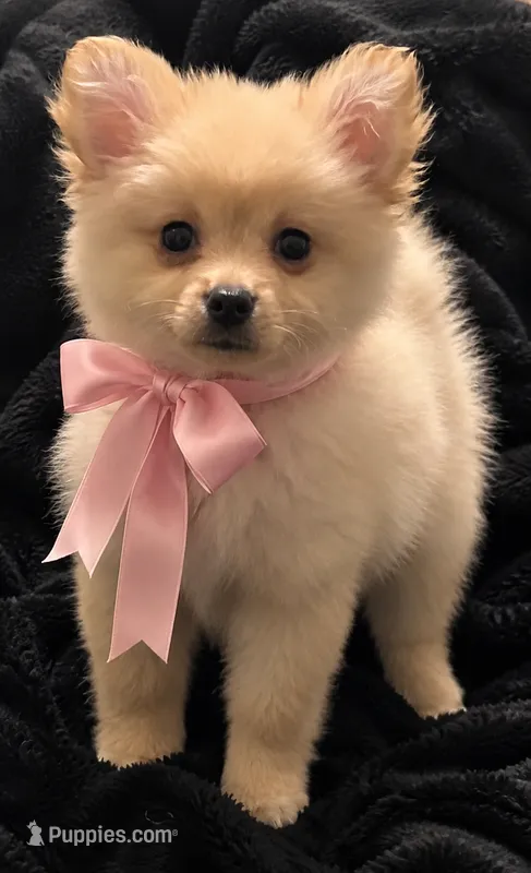 Pomchi Girl – Pomeranian, Pomchi puppy for sale in San Jose, CA