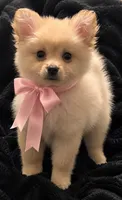 Pomchi Girl, a female Pomeranian and Pomchi for sale in San Jose, CA – 1 of 2