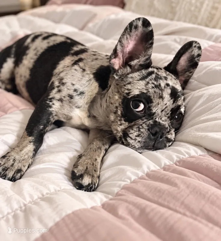 Baby Boy – French Bulldog puppy for sale in San Jose, CA