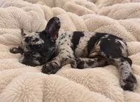Baby Boy, a male French Bulldog for sale in San Jose, CA – 3 of 6