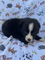 Trixie, a female Miniature Australian Shepherd for sale in Stuart, IA – 7 of 9