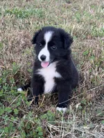Trixie, a female Miniature Australian Shepherd for sale in Stuart, IA – 8 of 9