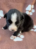 Trixie, a female Miniature Australian Shepherd for sale in Stuart, IA – 3 of 9