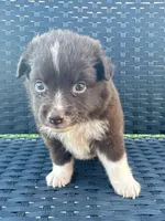 Jesse, a female Miniature Australian Shepherd for sale in Stuart, IA – 1 of 8