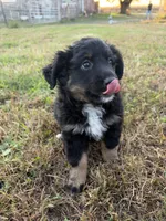 Ana, a female Miniature Australian Shepherd for sale in Stuart, IA – 7 of 8
