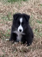 Trixie, a female Miniature Australian Shepherd for sale in Stuart, IA – 5 of 9