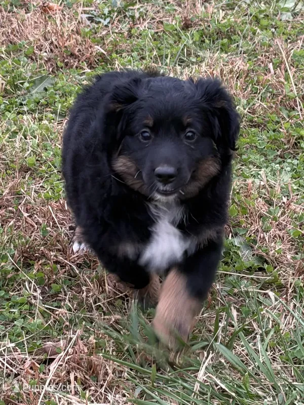Ana – Miniature Australian Shepherd puppy for sale in Stuart, IA