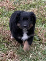 Ana, a female Miniature Australian Shepherd for sale in Stuart, IA – 1 of 8