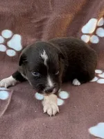 Jesse, a female Miniature Australian Shepherd for sale in Stuart, IA – 2 of 8