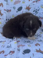 Jesse, a female Miniature Australian Shepherd for sale in Stuart, IA – 6 of 8