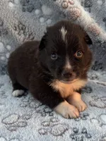 Jesse, a female Miniature Australian Shepherd for sale in Stuart, IA – 4 of 8