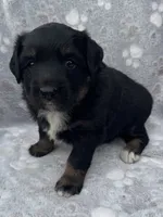 Ana, a female Miniature Australian Shepherd for sale in Stuart, IA – 2 of 8