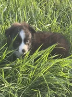 Trixie, a female Miniature Australian Shepherd for sale in Stuart, IA – 2 of 9