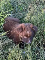 Jesse, a female Miniature Australian Shepherd for sale in Stuart, IA – 7 of 8