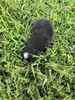 Trixie, a female Miniature Australian Shepherd for sale in Stuart, IA – 9 of 9